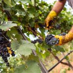 Primitivo manduria - vendemmia