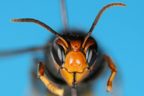 insetti alieni minacciano le api italiane