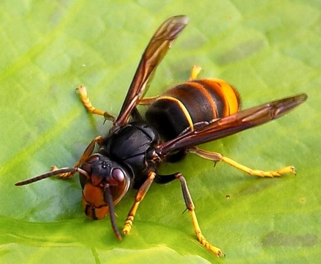 insetti alieni minacciano le api italiane: vespa velutina