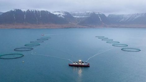 3500 salmoni in fuga da un allevamento in Islanda. Allarme degli ambientalisti