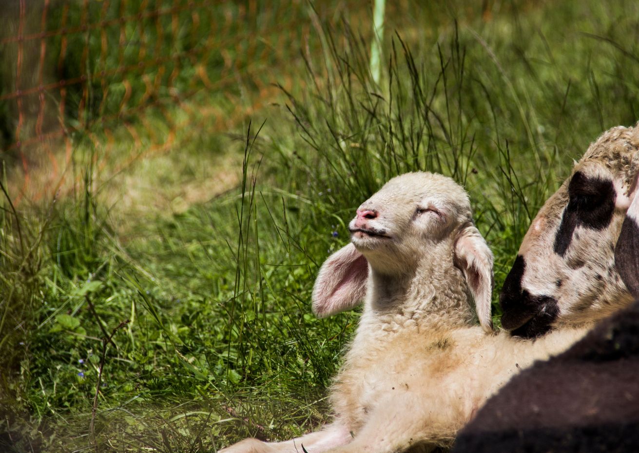 Ένα κοπάδι πρόβατα βόσκει εκατοντάδες κιλά μαριχουάνας.  Ο βοσκός: «συμπεριφέρονταν παράξενα»