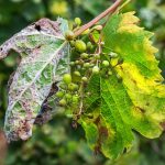 peronospora vite Sicilia A dangerous disease of grape Mildew - downy mildew ( lat. Of plasmopara viticola ). Leaves and berries of grapes, due to the active reproduction of the fungus, covered with moldy bloom