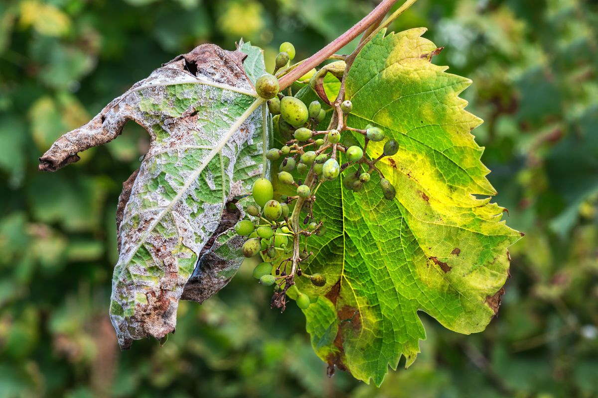 peronospora vite Sicilia A dangerous disease of grape Mildew - downy mildew ( lat. Of plasmopara viticola ). Leaves and berries of grapes, due to the active reproduction of the fungus, covered with moldy bloom