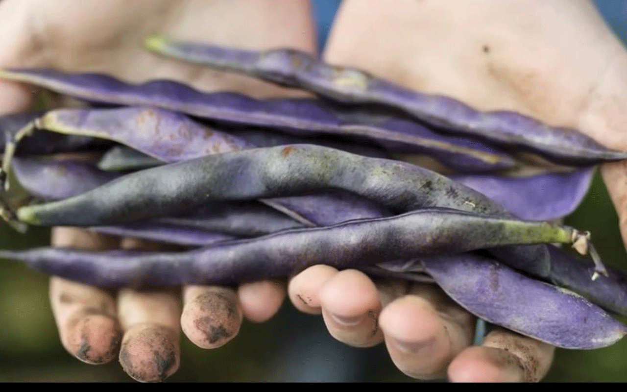 Fagioli antichi seminati e coltivati nell'ambito delprogetto Increase della Fao