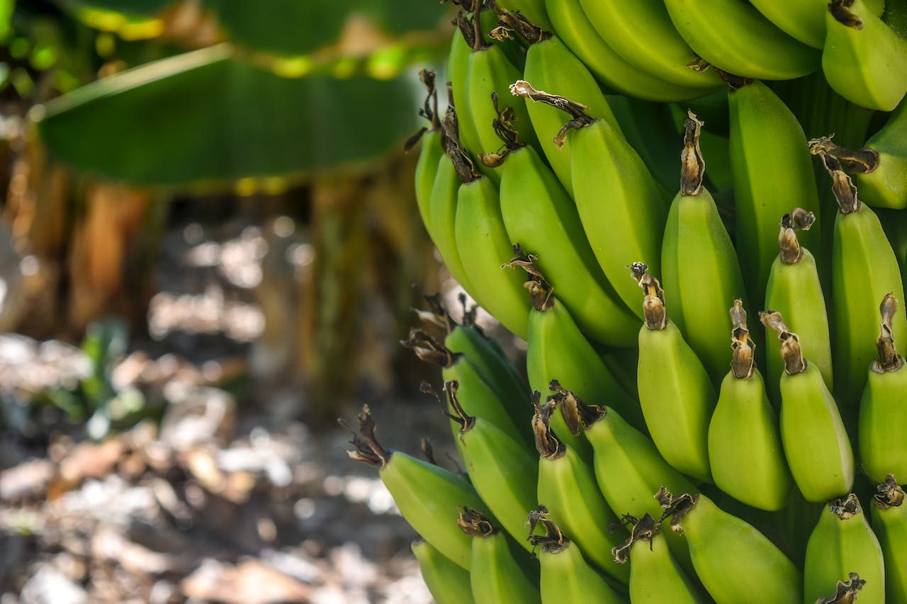 Allarme banane. La crisi argentina rischia di travolgere i produttori boliviani di Cochabamba