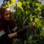 L’impatto devastante di un mese di guerra sulla viticoltura israeliana