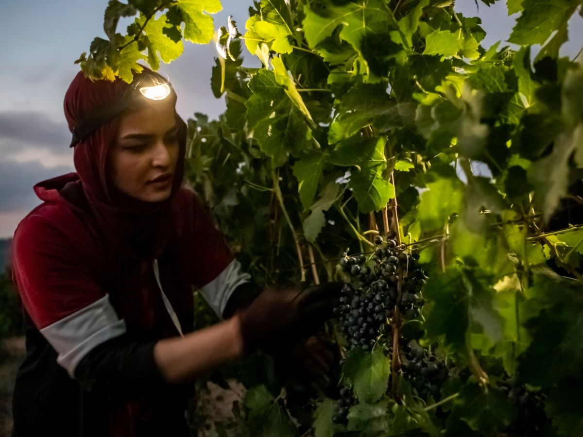 L’impatto devastante di un mese di guerra sulla viticoltura israeliana