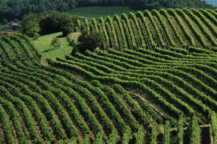 Nizza Docg - foto vigneti primavera - foto associazione produttori Nizza