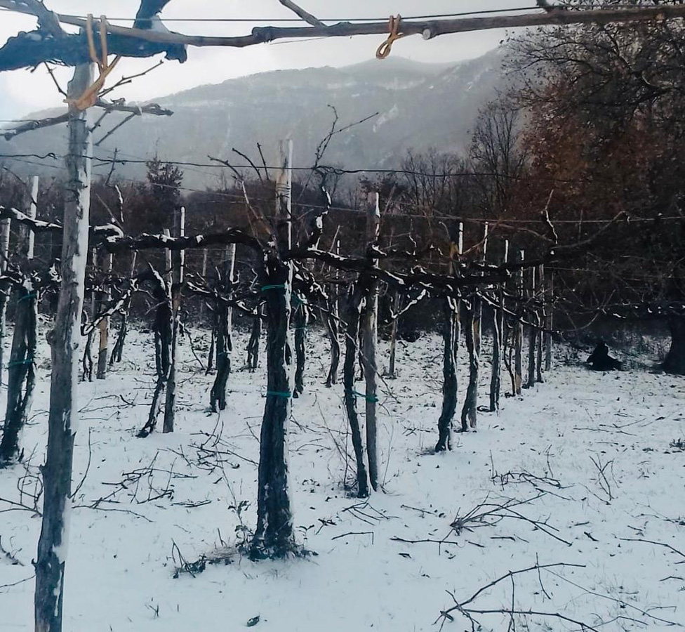 Gli alberelli di Ciro Picariello, a Summonte, coperti dalla neve
