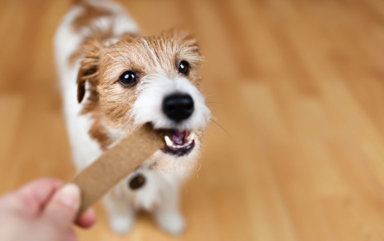 Mangiare per cani: ricette snack e premietti fai da te