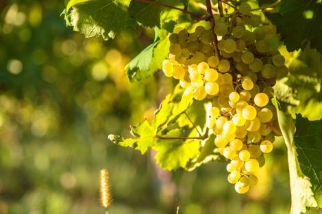 I migliori vini del Collio da vitigni autoctoni e internazionali in 11 etichette al di sotto di 20 euro