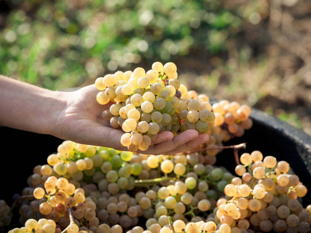 Nasce Piwi Italia per diffondere al cultura e la coltura dei vitigni resistenti