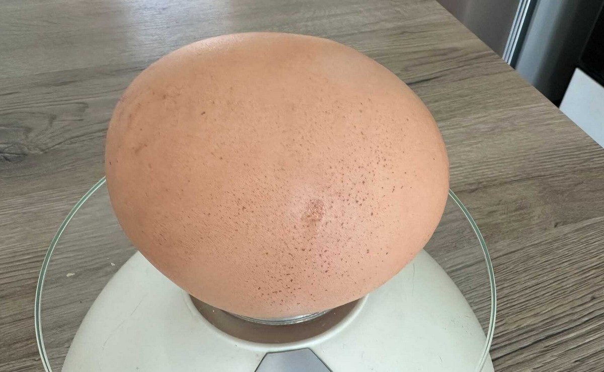 In Puglia è arrivato l'uovo jumbo: pesa tre volte un normale uovo di gallina
