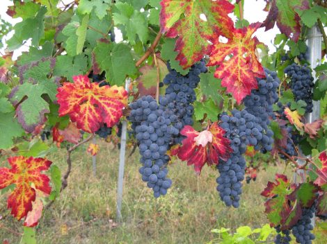 I migliori vini rossi e bianchi dell'Oltrepò Pavese in 9 etichette al di sotto di 20 euro