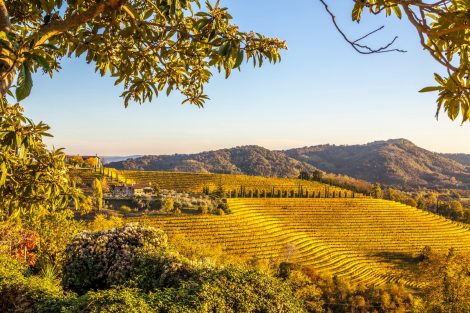 I 10 migliori vini del Collio scelti dal Gambero Rosso - Gambero Rosso