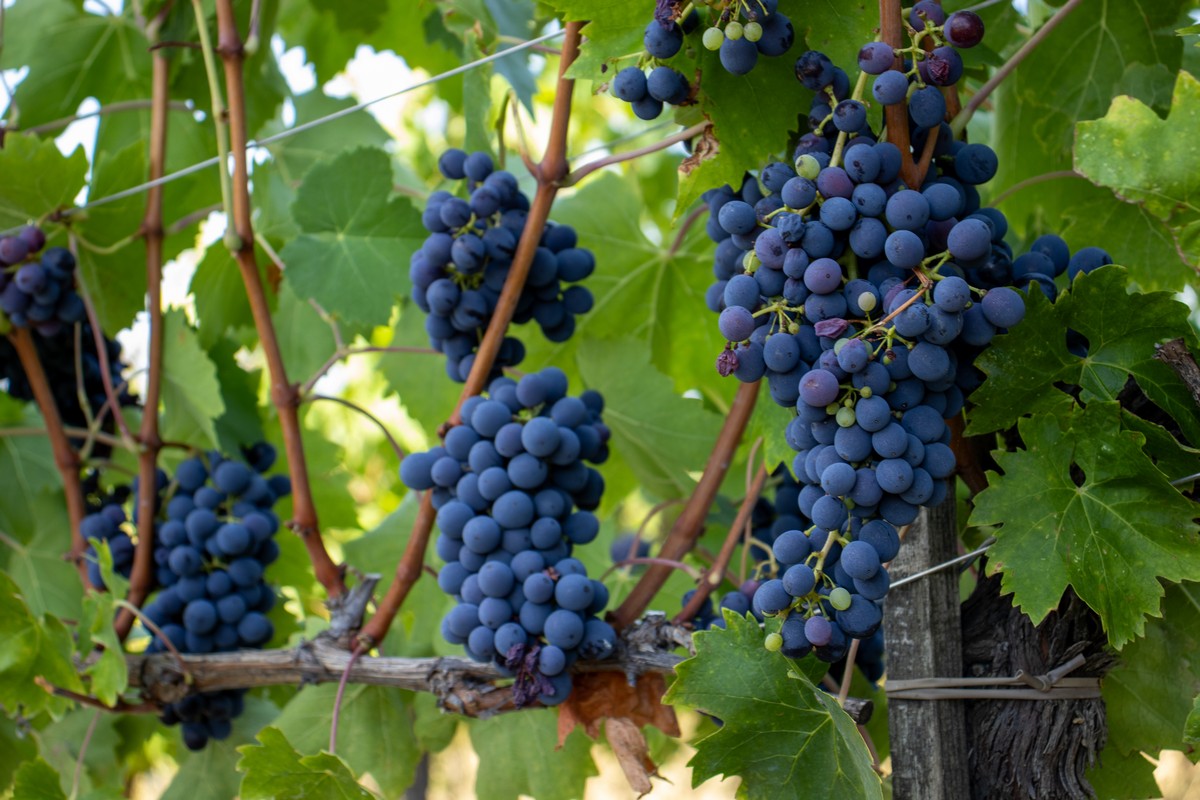 Sulle colline del Monferrato si produce un vino ancora poco conosciuto. Ecco qual è e le etichette da provare