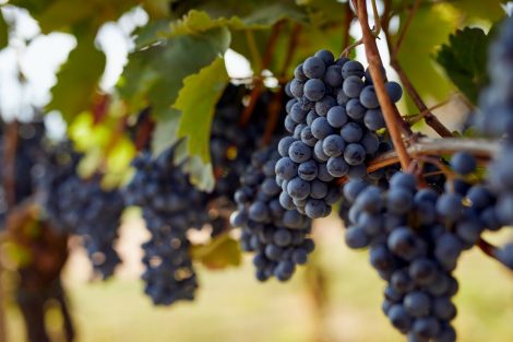 I migliori vini semi-aromatici in 5 etichette da Piemonte e Marche