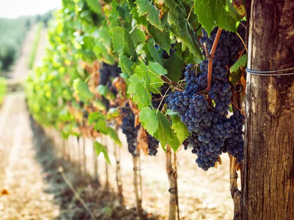 Se verdicchio viene dal colore verde, dolcetto non ha niente a che fare con la dolcezza. Ecco come nascono i nomi dei vitigni