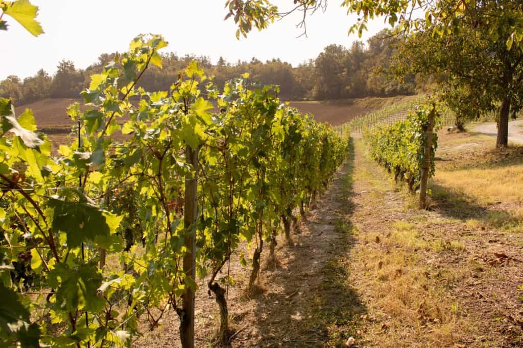 I migliori Dolcetto di Ovada e di Dogliani in 4 etichette premiate dal