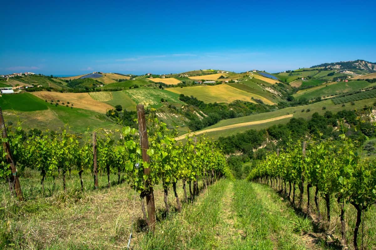 Dall'Emilia all'Abruzzo, in arrivo cambiamenti importanti per i disciplinari di alcuni vini italiani