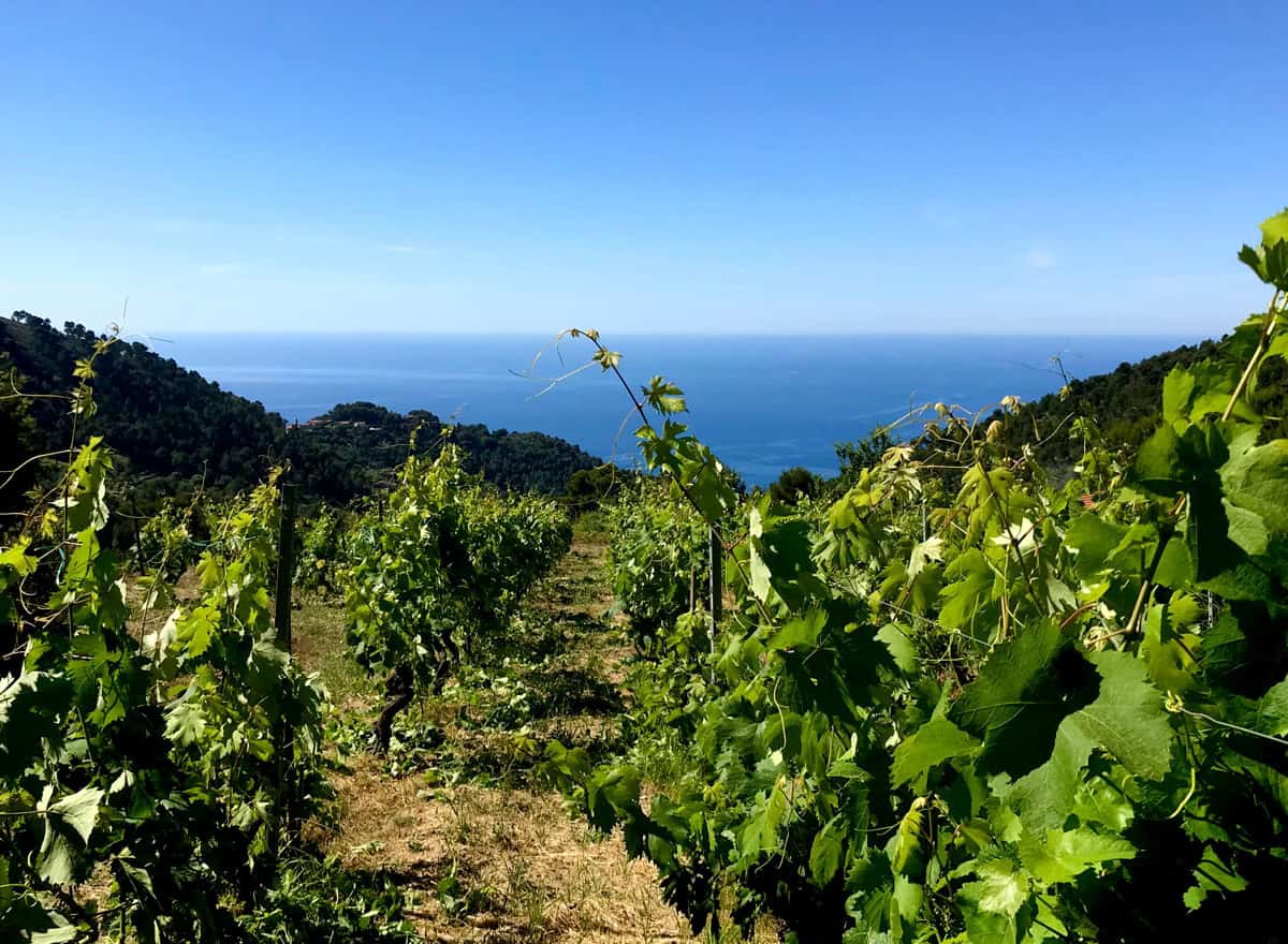 Viaggio in Liguria tra i filari del Rossese di Dolceacqua: i vini e i ristoranti migliori tra Bordighera e Ventimiglia
