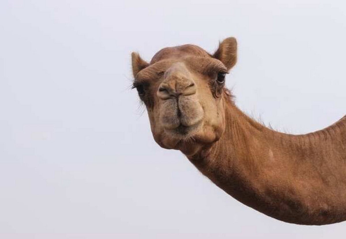 I cammelli potrebbero diventare le nuove mucche a causa del cambiamento climatico