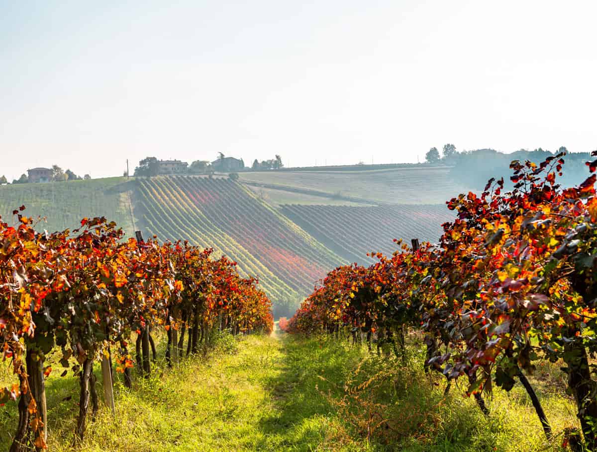 La riscossa del Lambrusco Grasparossa: il nostro viaggio emiliano tra i filari del vino selvaggio