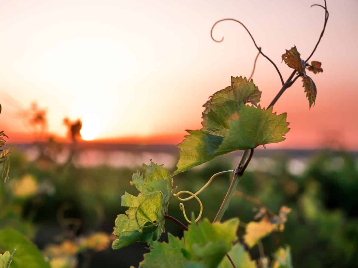 La fine del sogno californiano: i costi elevati scoraggiano i giovani viticoltori