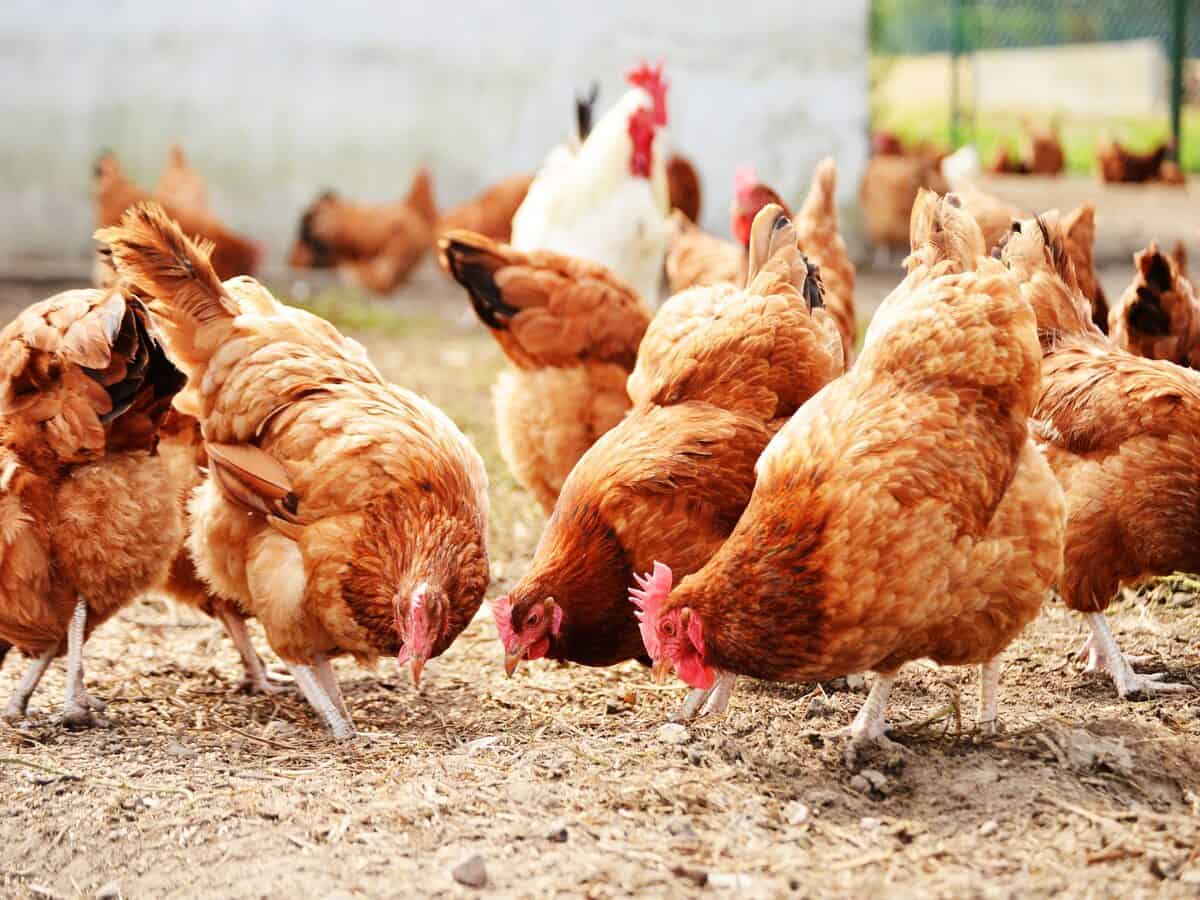 Storia delle mitiche uova delle galline di Giulio Apollonio, il produttore pugliese che le salva dagli allevamenti intensivi