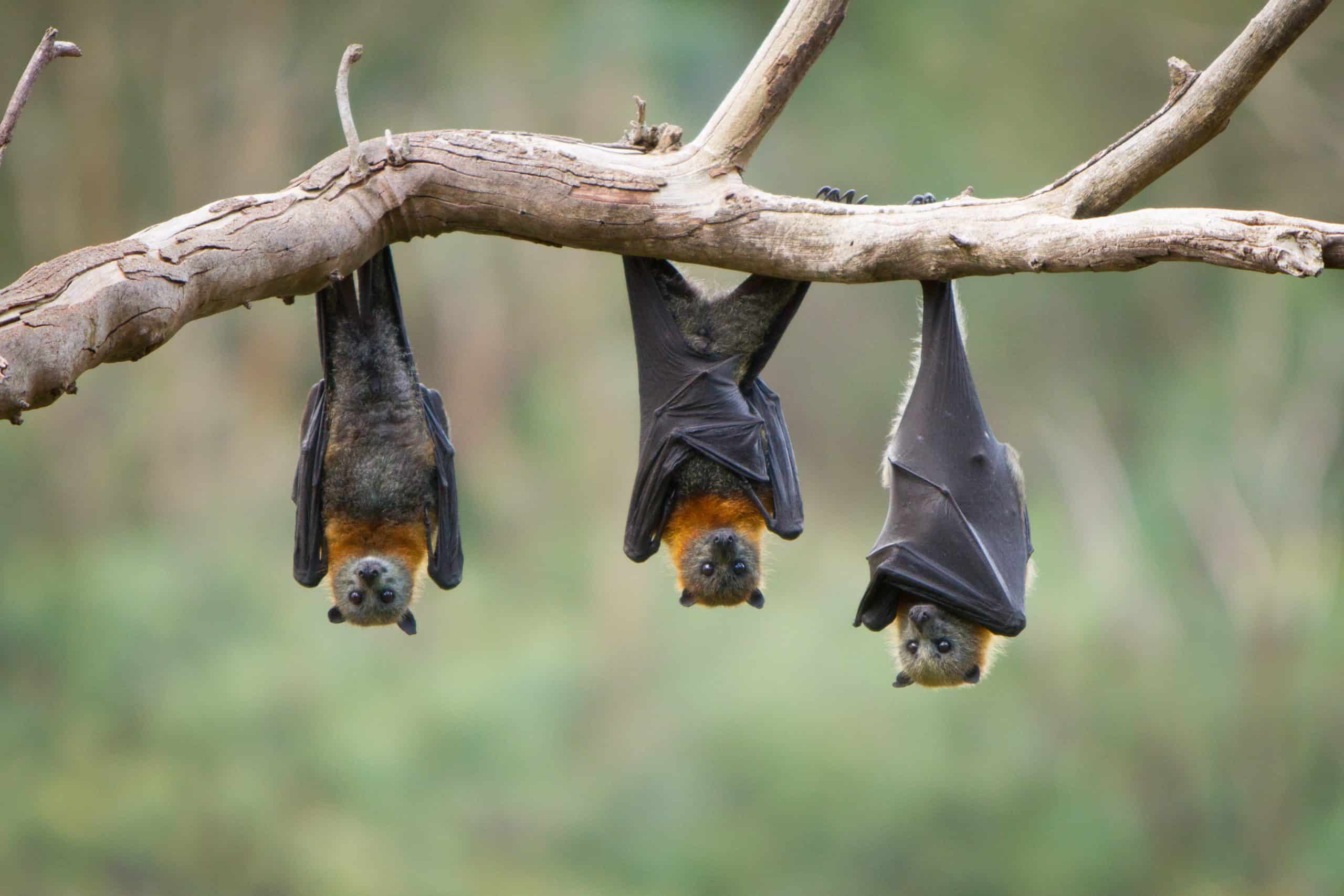 Effetto Pipistrelli: curano le vigne e aumentano le rese dell’uva