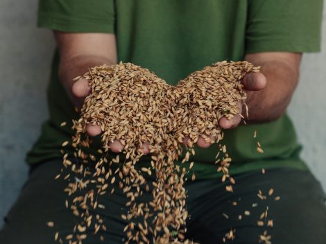 Salvano il prezioso riso Carnaroli dal cambiamento climatico utilizzando una tecnica innovativa