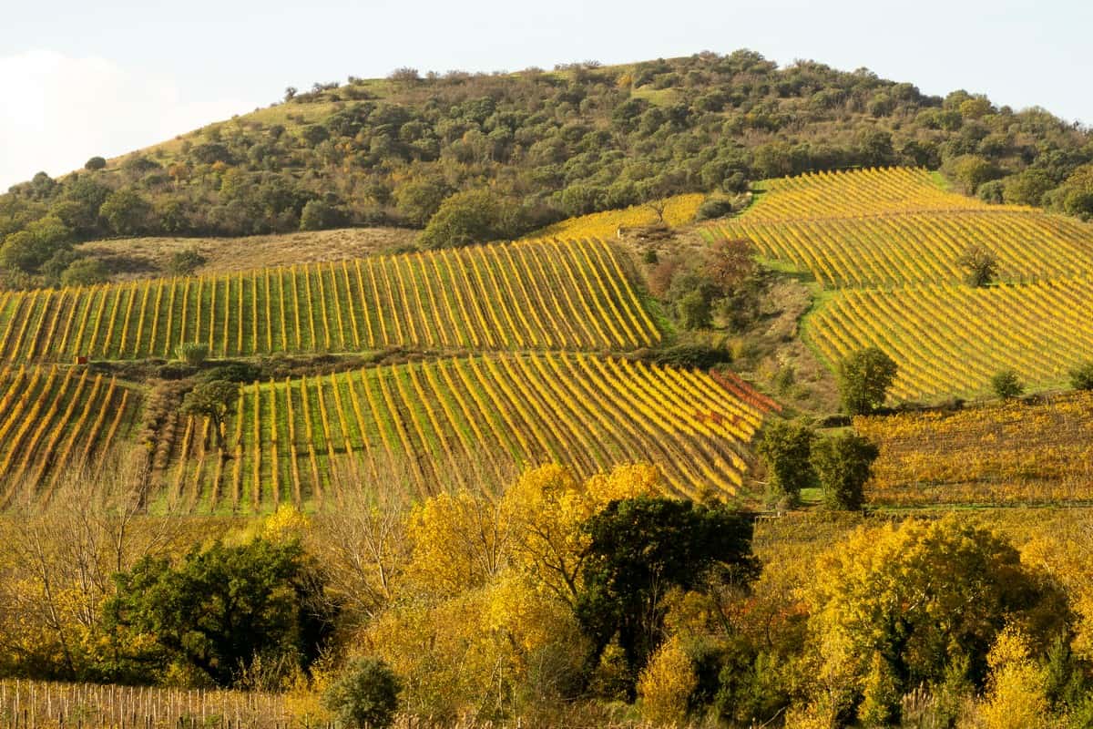 8 tra i migliori vini della Maremma Toscana al di sotto di 20 euro scelti dal Gambero Rosso