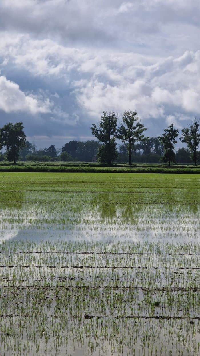 Riserva San Massimo: semina di riso in acqua