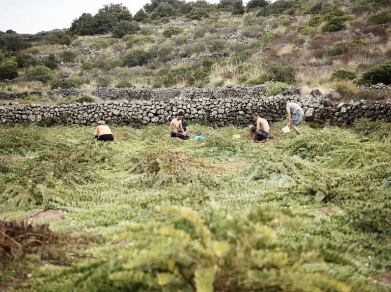 Raccolta di capperi a Pantelleria - azienda agricola La Nicchia