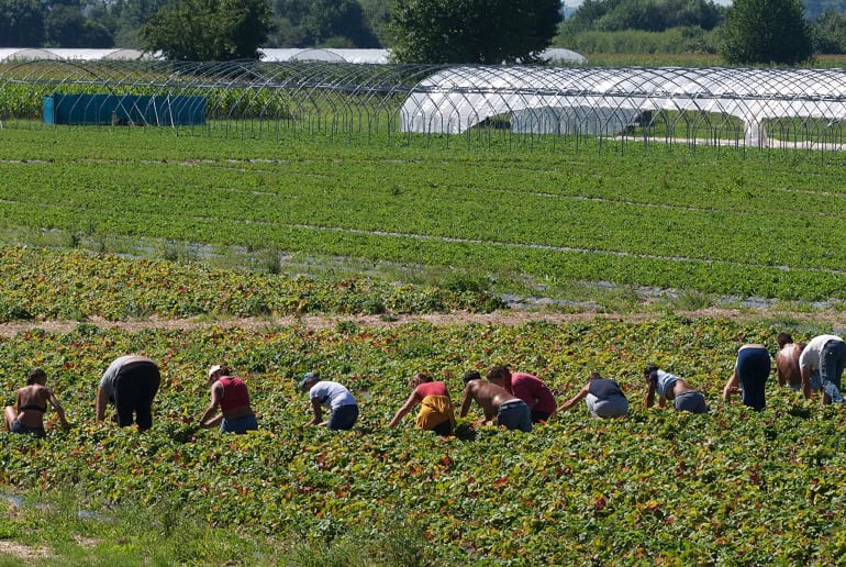 Il Braccio Amputato In Una Cassetta Per La Frutta La Morte Di Satnam ...