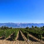vigneti - Consorzio Vini Abruzzo - Montepulciano