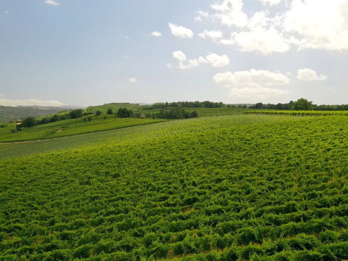 Colli Piacentini - vigneto