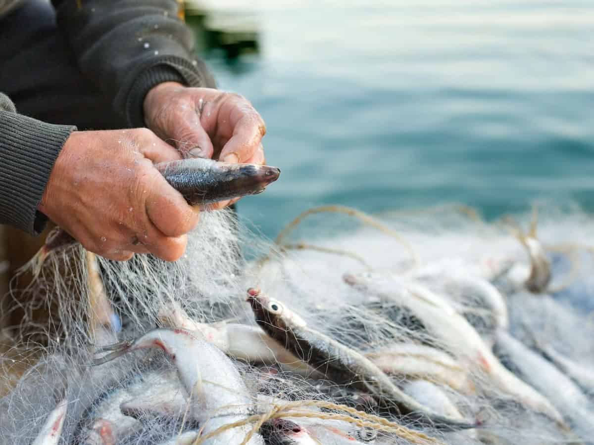 Addio al pesce nel Mar Mediterraneo: sono finite le risorse ittiche per il 2024