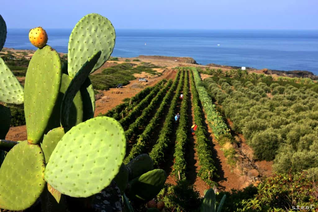 L'isola italiana con un sola cantina che produce vini che sanno di mare