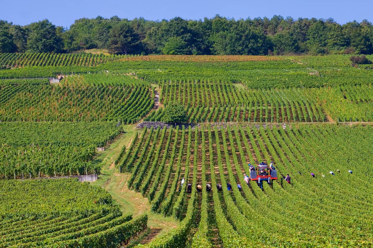 Crollo produttivo in Francia. Vendemmia al di sotto delle previsioni e dei 40 milioni di ettolitri