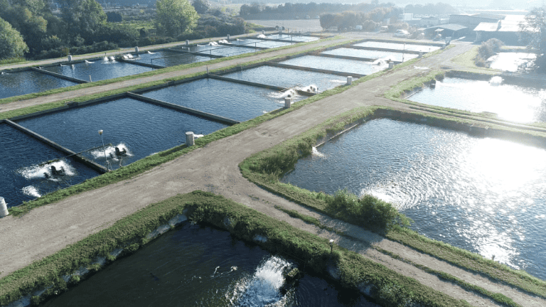 Veduta aerea dell'allevamento Agroittica Lombarda-Calvisius