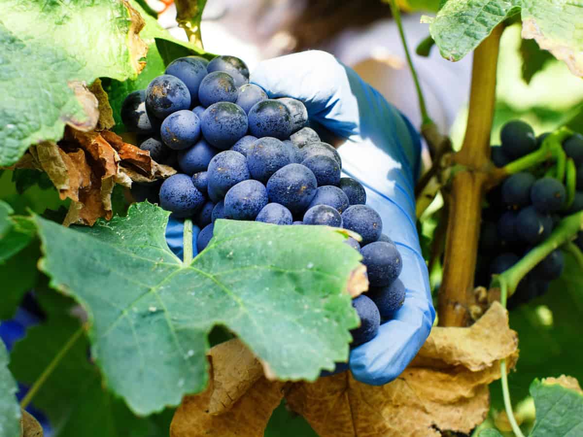 Vendemmia Romagna 