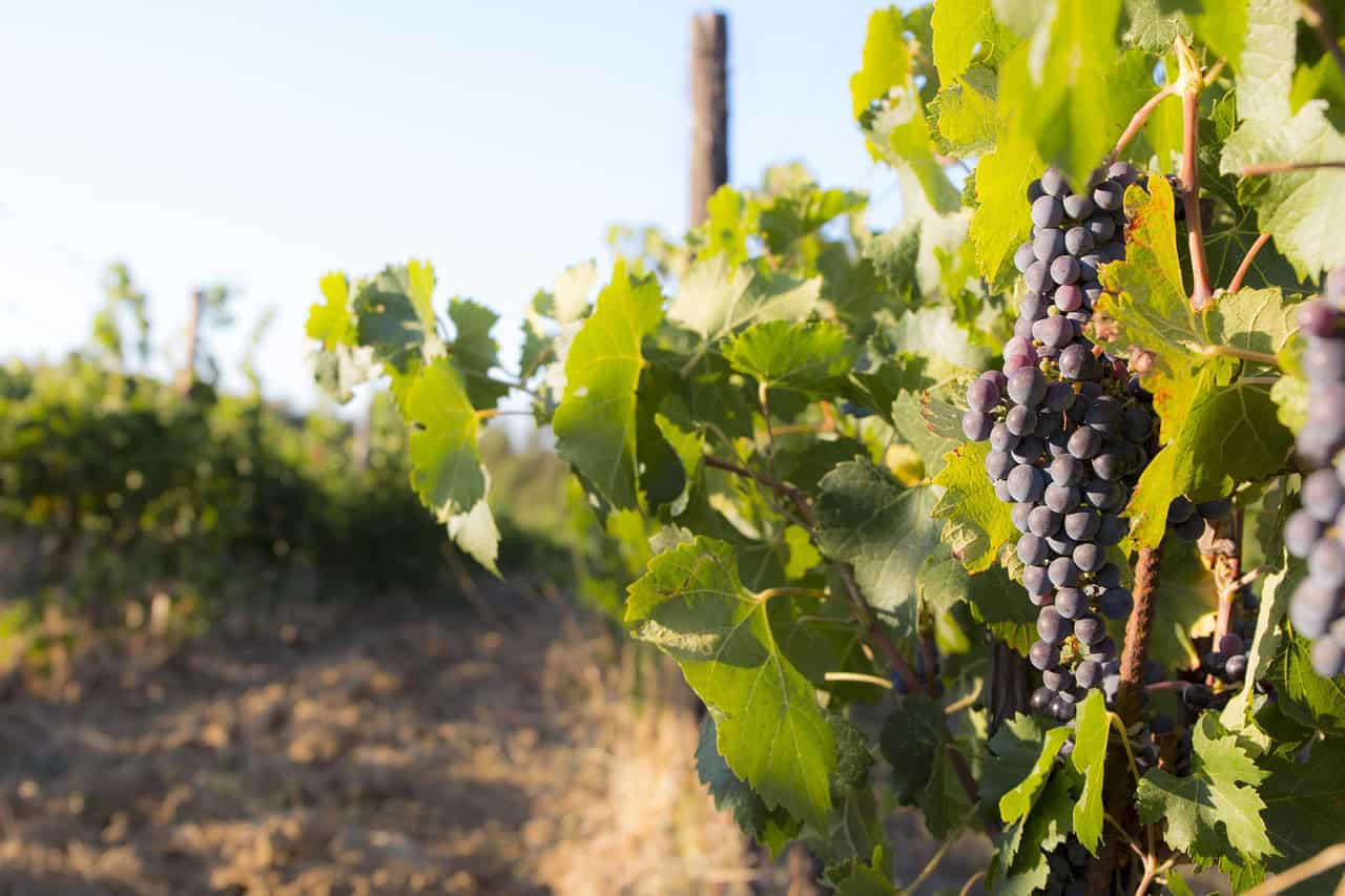 La Scandinavia come il Mediterraneo: ecco come la Svezia adesso scommette tutto sul vino