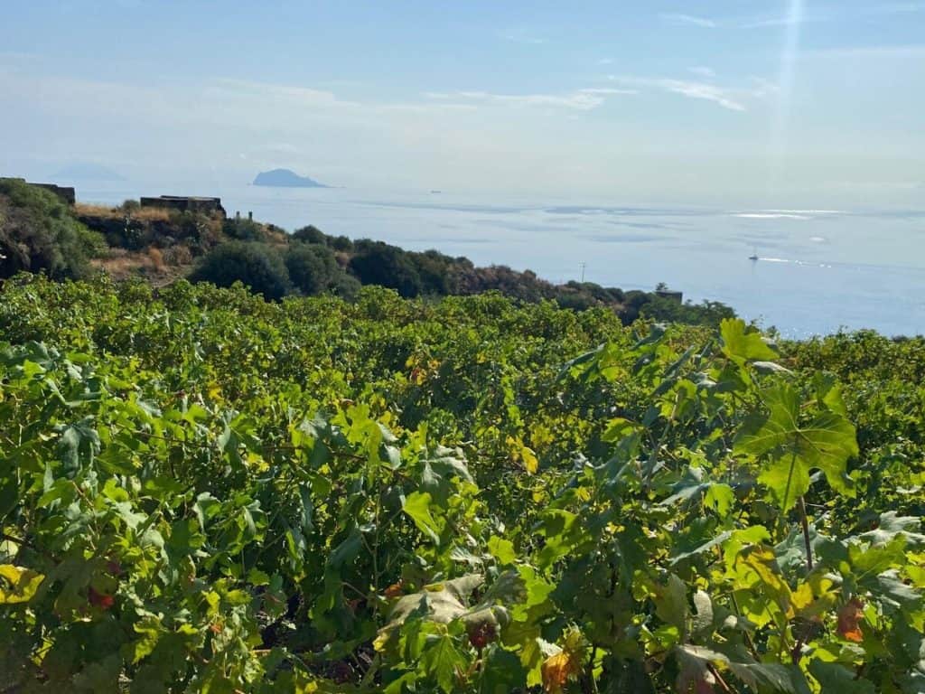 A Salina maxi furto di uve nei vigneti di Barone di Villagrande: "Per quest'anno niente Malvasia Passito"