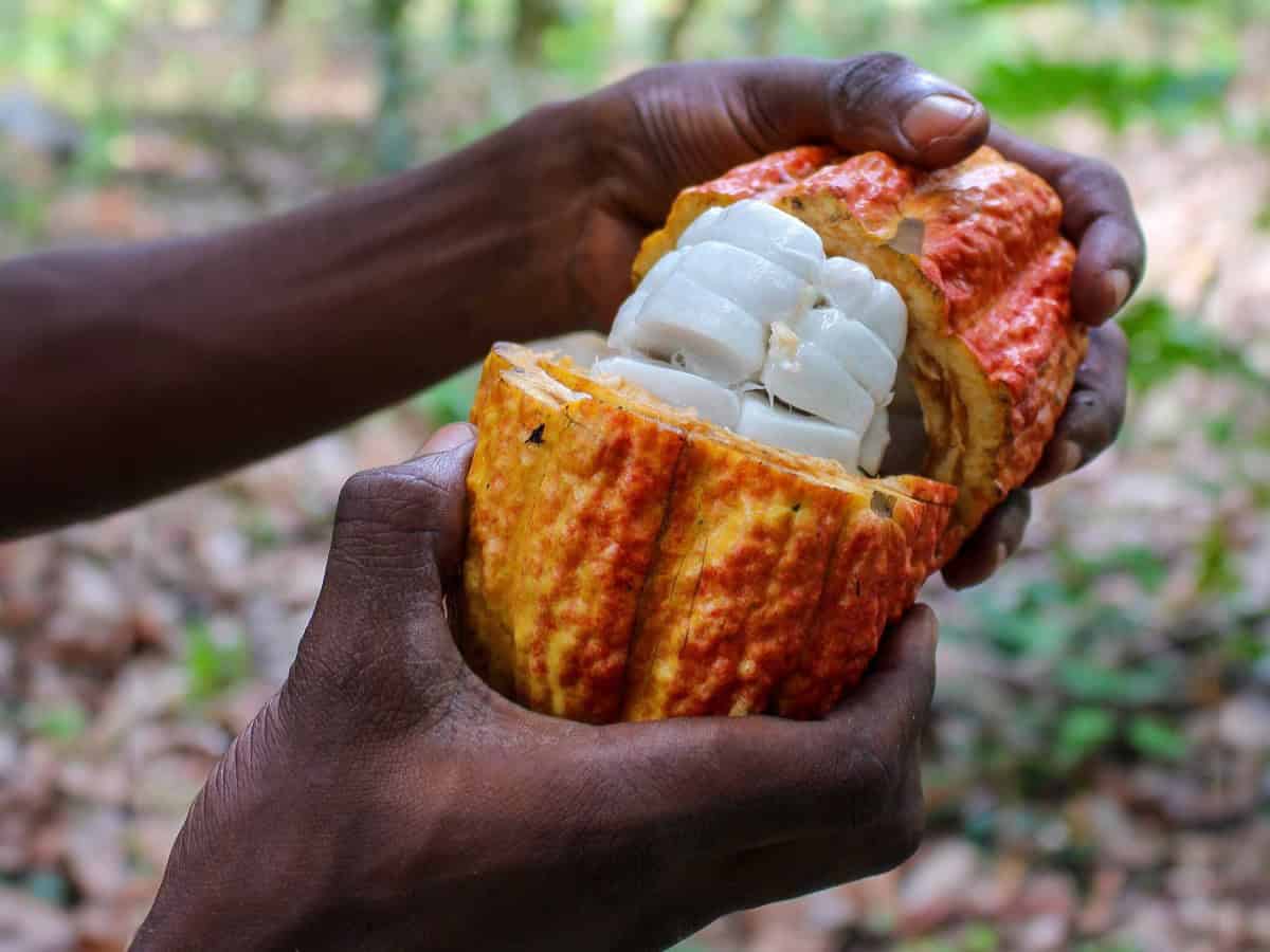 Uno studio rivoluziona la produzione di cioccolato. Lo zuccherò sarà sostituito da un prodotto di scarto del cacao