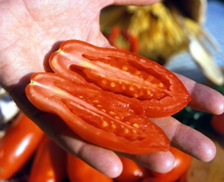 Pomodori San Marzano - Miracolo di San Gennaro