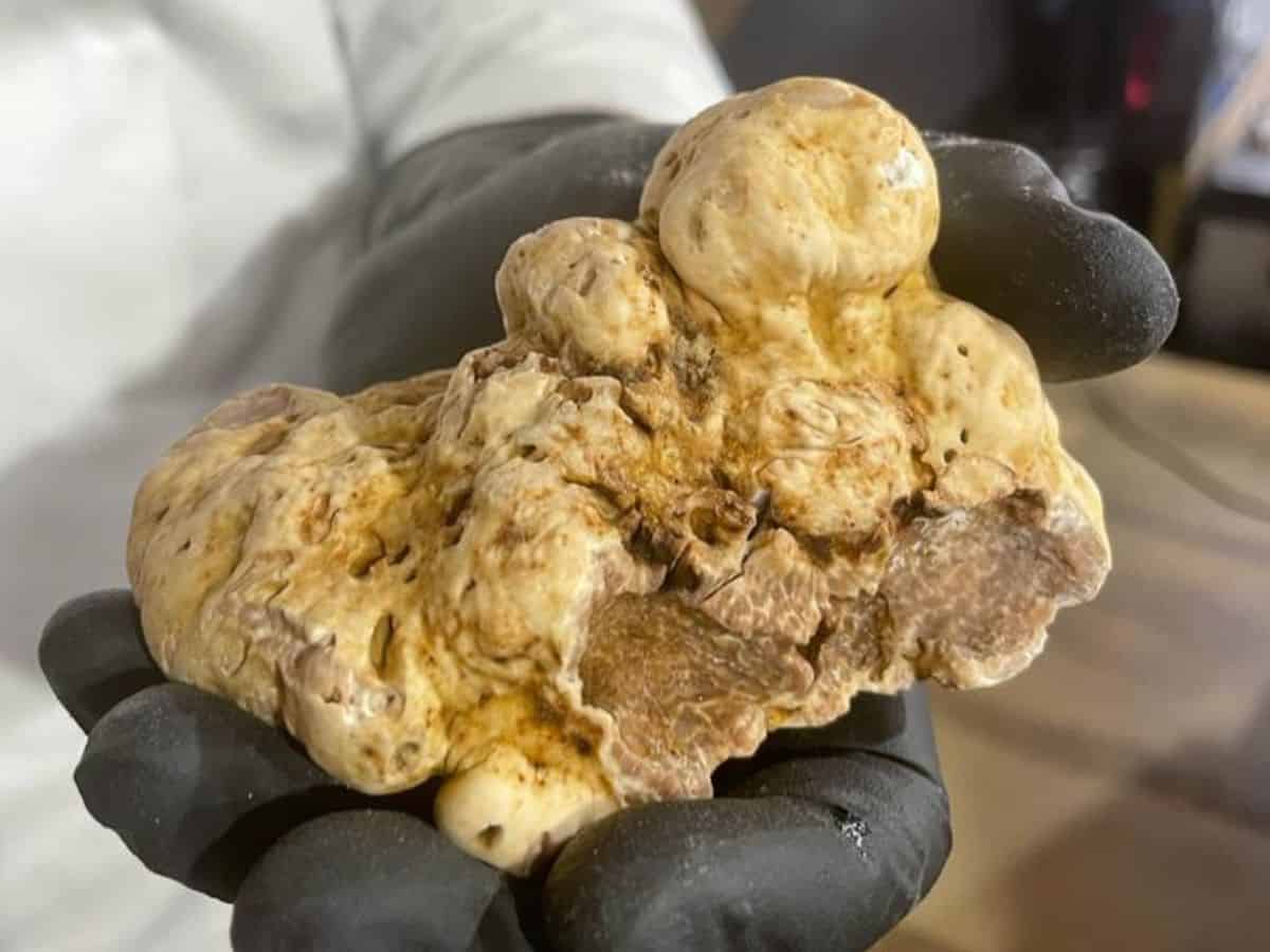 Arriva l’autunno ma la stagione del tartufo bianco quest