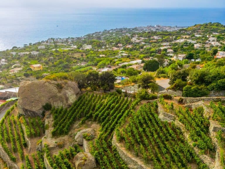 Il Gruppo Capaldo investe a Ischia: quattro ettari di vigneto e nuova cantina sull'isola