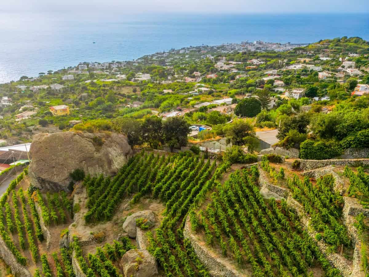 Il Gruppo Capaldo investe a Ischia: quattro ettari di vigneto e nuova cantina sull