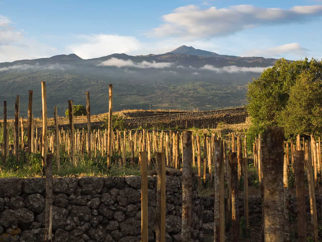 La vendemmia sull